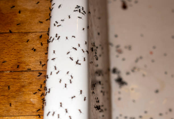  Forest Ranch, CA Pest Control Pros