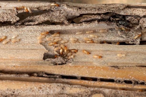 Best Exterminator Services  in Forest Ranch, CA