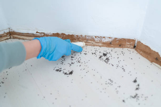 Trusted Forest Ranch, CA Pest Control Experts